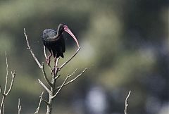 Bare-faced Ibis
